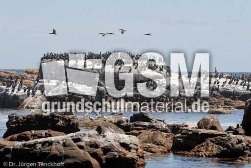 Kormoran (7 von 7).jpg